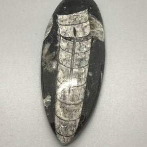 Orthoceras Tear Drop Specimen