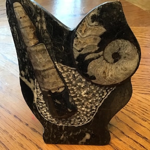Stunning Orthoceras Stand-Up Fossil Display
