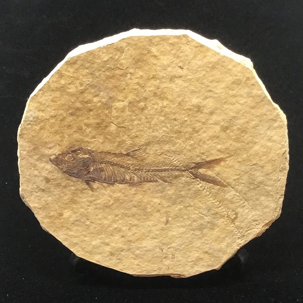 Fossil Fish