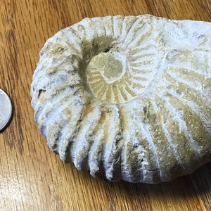 Amazing Ammonite Fossil
