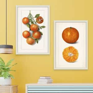 Arte murale Un set di due stampe di poster arancioni vintage Poster di limone del 1916 Illustrazione botanica vintage Arte murale educativa per la cucina