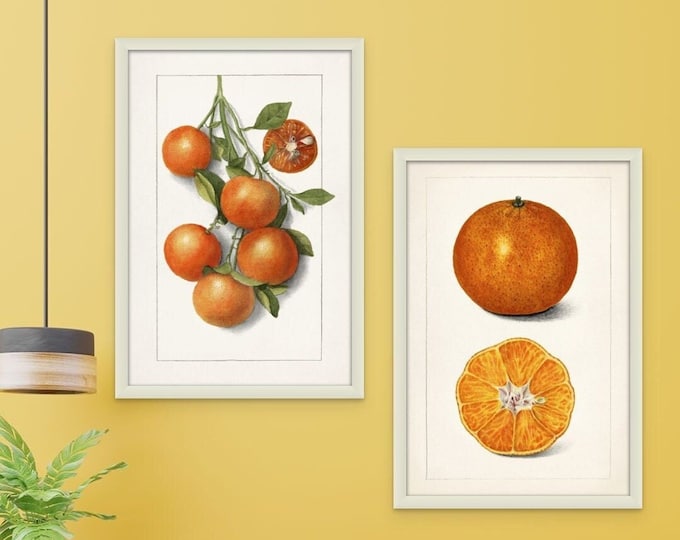 Wall Art A set of Two Vintage Orange Poster Prints 1916 Lemon Poster Vintage Botanical Illustration Educational Kitchen Wall Art