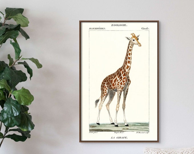 Premium Quality Poster: Wall Art Vintage Giraffe Print 1837 Giraffe Illustration Vintage Animal Wall Art Nursery Prints Giraffe Wall Art