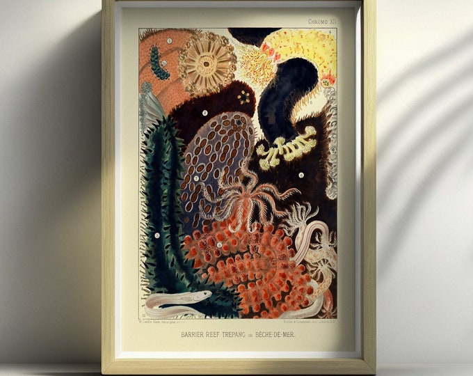 Vintage Great Barrier Reef Wall Art Print 1893 Australian Poster Decor