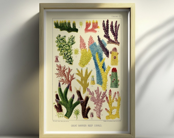 Premium Quality Poster: Wall Art Vintage Print Great Barrier Reef Australia from 1893. Create Your Own Set in Our Shop Wall Art new