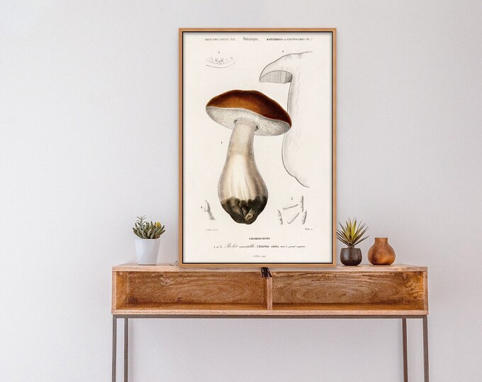 19th Century Penny Bun Mushroom Botanical Print  Vintage Wall Art  FUNGUS DECOR
