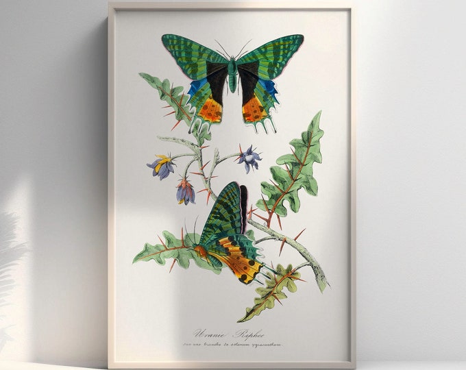 Vintage Butterfly Botanical Art Print  Premium Wall Poster Decor  Elegant Nature Illustration