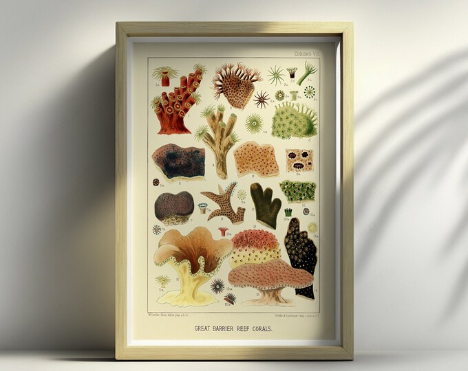 Great Barrier Reef Vintage Wall Art Print  1893 Australian Poster  Create Your Own Set