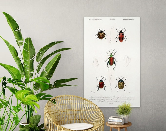 Vintage 1892 Beetle Insect Poster Print  Educational Botanical Wall Art Decor