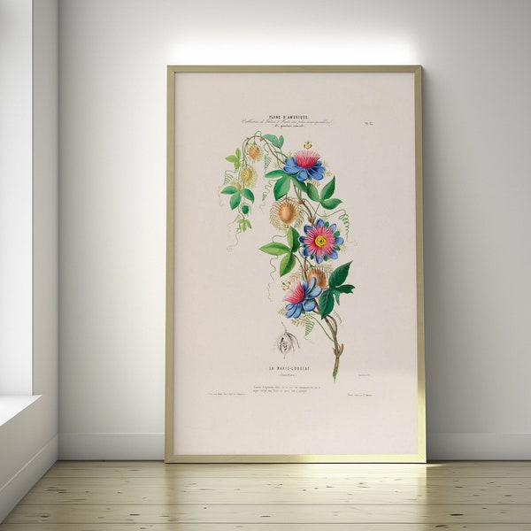 Vintage botanische Druck -Passflora Plakat 19.Jahrhundert Passionsblume Poster botanische Wandkunst Housewarming Geschenk Wandkunst