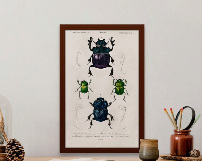 Vintage Insect Illustration Print 1892  Botanical Wall Art Decor  Antique Insect Decor