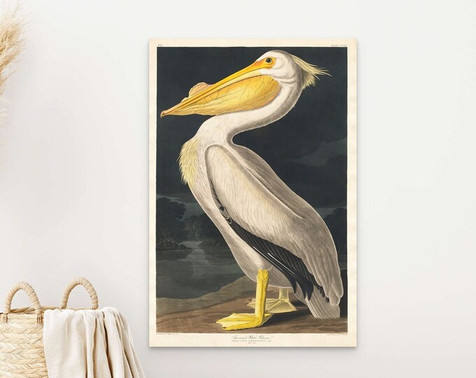 Wall Art Vintage Bird 1827 American Pelican Print Bird Illustration Botanical Wall Art Bird Poster Botanical Print Pelican Print