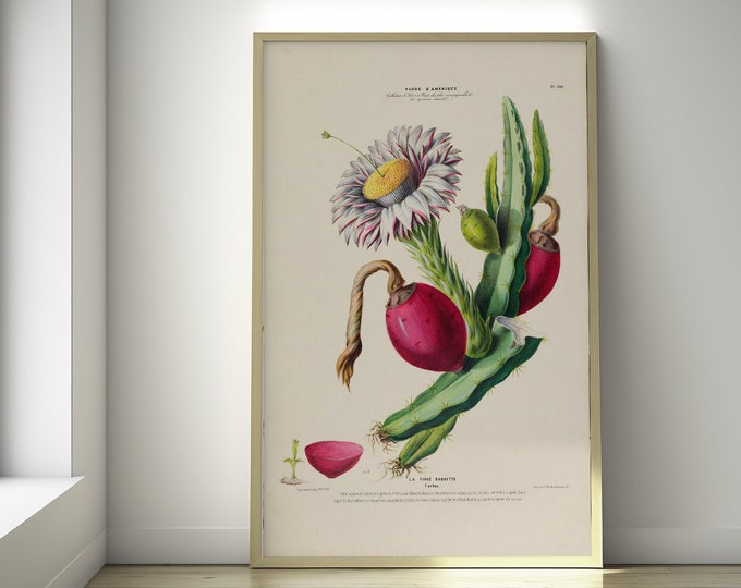 Vintage Cactus Figue Print - Vintage Kitchen Decor Botanical Wall Art Medical Poster Housewarming Gift Idea Birthday Wall Art
