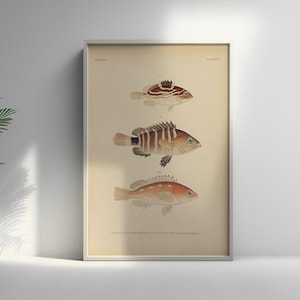 Poster Premium Qualität: Fauna Japonica 19th Century Japanische Kunst Botanische Wandkunst Fisch Poster Japanisch