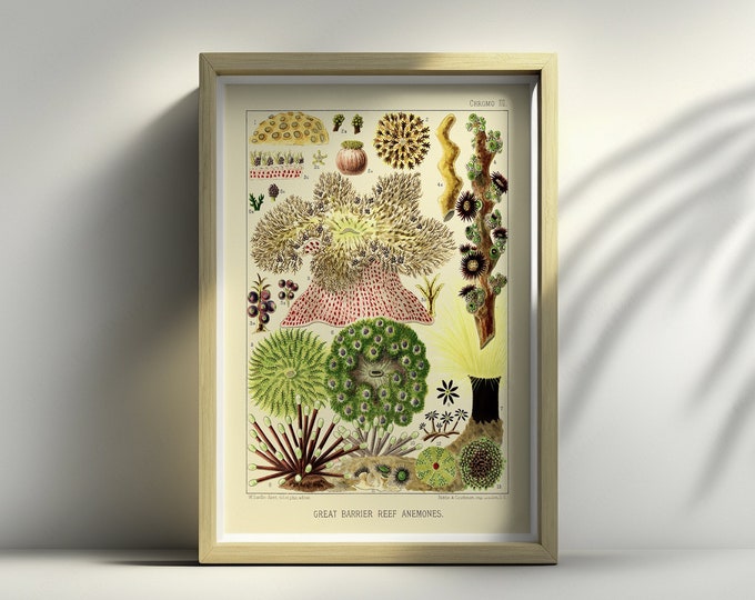 Vintage 1893 Great Barrier Reef Anemones Wall Art Print  Create Your Own Set