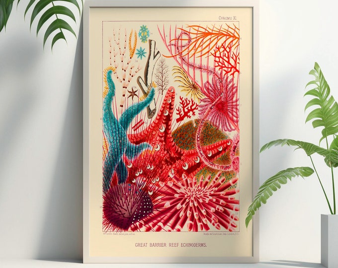 Premium Quality Poster: Wall Art Vintage Print Great Barrier Reef Australia from 1893 Wall Art new