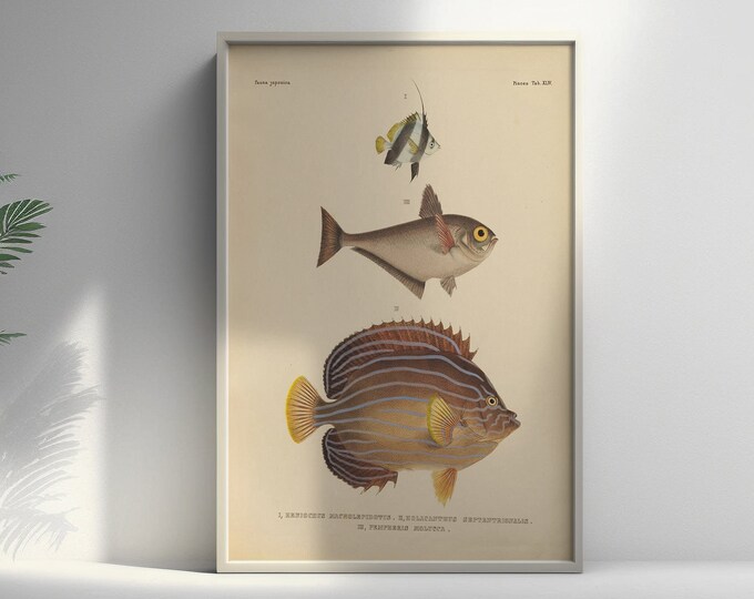 Fauna Japonica 19th Century - Japanese Art - Botanical Wall Art Fish Poster Living Room Prints Japanese Wall Art Wall Art