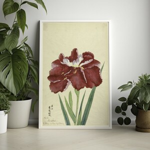 Póster vintage de iris: estampado botánico floral japonés, decoración romántica para jardín.