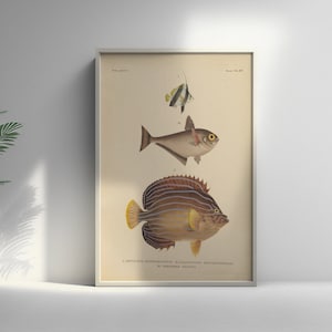 Fauna Japonica 19th Century - Japanische Kunst - Botanische Wandkunst Fisch Plakat Wohnzimmerdrucke Japanische Wandkunst Wandkunst