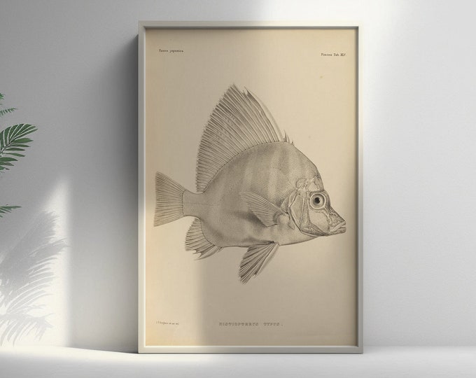 19th Century Japanese Fish Print  Fauna Japonica Botanical Wall Art Poster - Premium Quality Decor