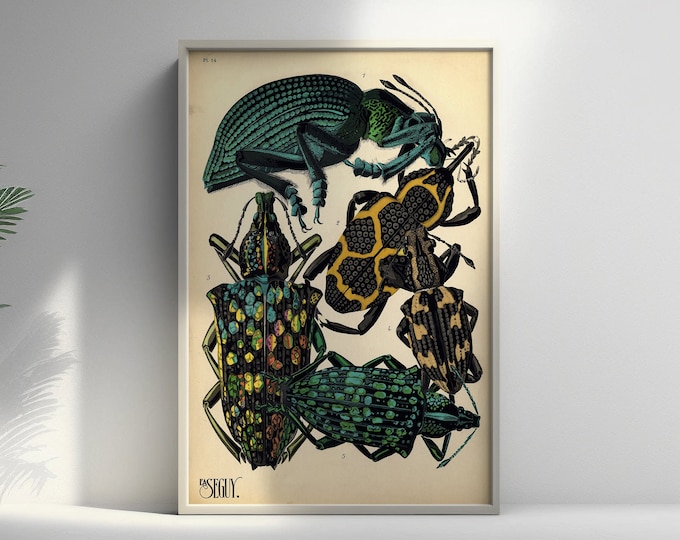 Vintage Beetle Botanical Print  Premium Quality Insect Wall Art Poster