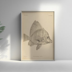 19th Century Japanischer Fisch Druck Fauna Japonica Botanisches Wandkunst Poster - Premium Qualität Dekor