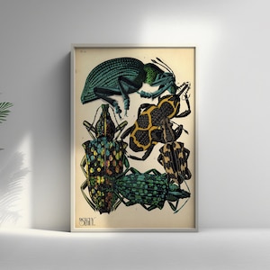 Stampa botanica vintage di coleottero, poster da parete di qualità premium con insetti.