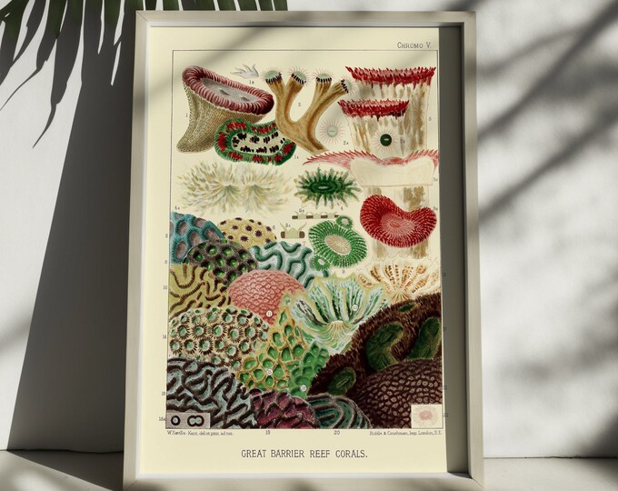 Wall Art Vintage Nautical Print - Great Barrier Reef Australia 1893 Marine Decor Nautical Wall Art Marine Decor