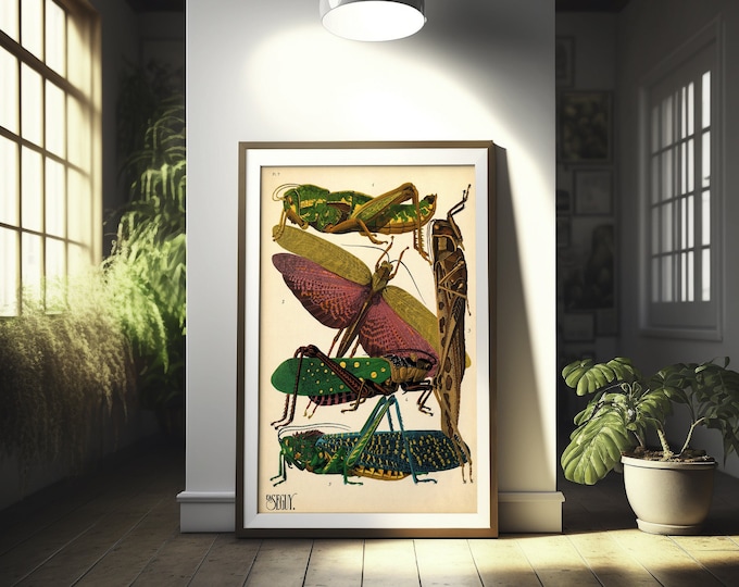Premium Quality Poster: Wall Art Insects Vintage Grasshopper Print Insect Poster Larousse Illustrations Wall Art