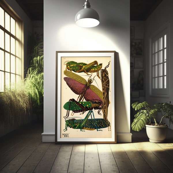 Impression d'insectes sauterelle vintage - Poster d'insectes, décoration d'intérieur, Illustrations Larousse, Idée cadeau - Impressions de salon, Art mural