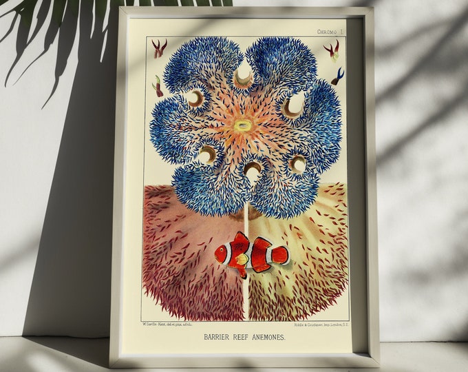 Premium Quality Poster: Wall Art Vintage Print Great Barrier Reef Australia from 1893 Coral Art Prints Australian Marine Poster Wall Art new