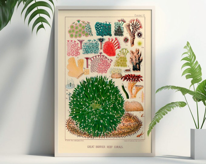 Vintage Print  Great Barrier Reef Australia from 1893 Coral Art Prints Wall Art