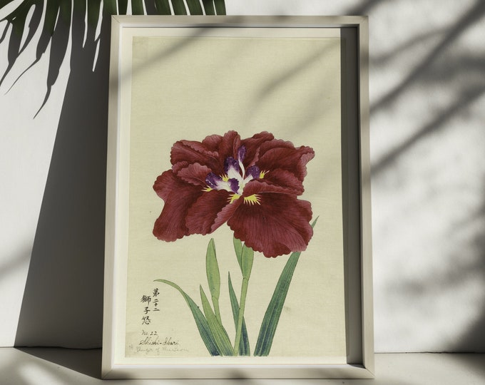 Wall Art Vintage Iris Japanese Flower Poster 1910 Decor Botanical Print Romantic Floral Illustration Science Garden Poster Wall Art