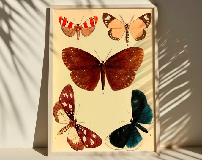 Vintage Butterfly Botanical Print Poster  1880 Wall Art  Premium Quality Decor