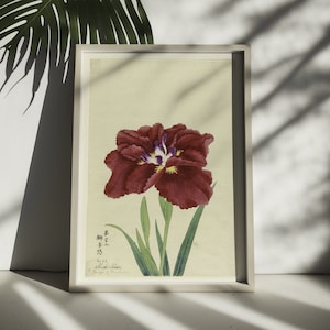 Póster de flor japonesa de iris vintage, arte de pared, decoración de 1910, impresión botánica, ilustración floral romántica, póster de jardín científico, arte de pared