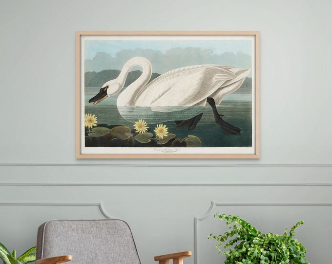 Wall Art American Swan Print 1827 - Vintage Bird Poster Bird Illustration Botanical Wall Art Bird Poster Botanical Print Birds of America