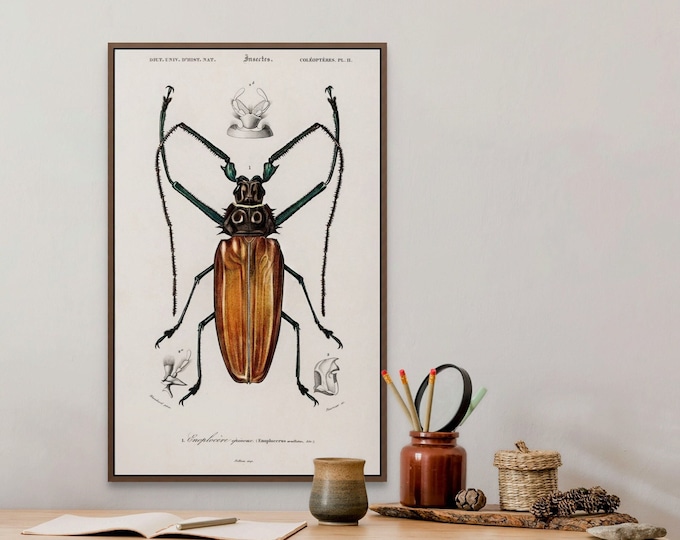 Premium Quality Poster: Wall Art Vintage Insect Poster Print 1892 Botanical Poster Wall Art