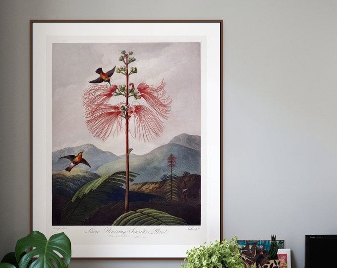 1807 Vintage Botanical Print - Red Flower from The Temple of Flora - Art Decor for Botanical Room