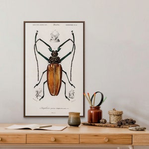 Poster in Premiumqualität: Wandkunst Vintage Insekt Plakat Druck 1892 Botanisches Plakat Wandkunst