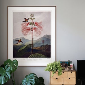 Lámina botánica vintage de 1807: Flor roja del Templo de Flora. Decoración artística para una sala botánica.
