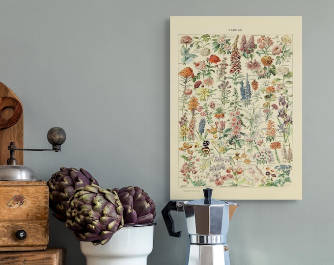 Premium Quality Poster: Vintage Flower Print 1909 Adolphe Millot Poster Botanical Print Science Print Science Poster Wall Art