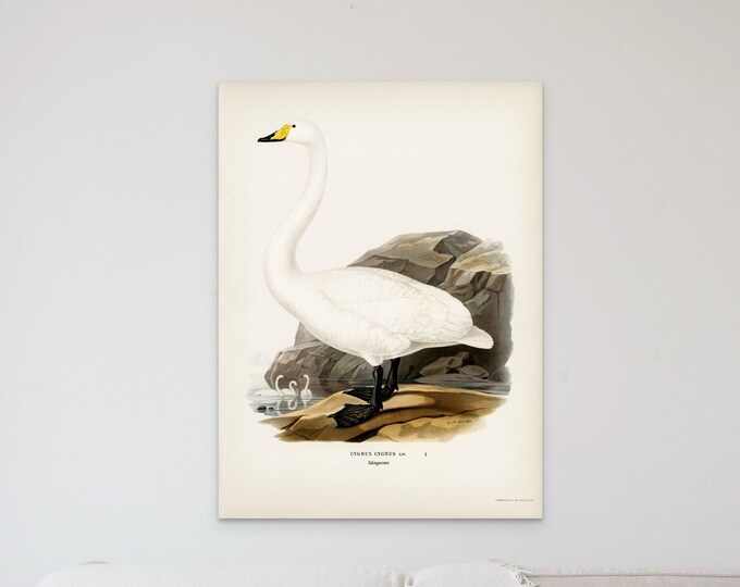 1838 Whooper Swan Vintage Print - Botanical Bird Wall Art Illustration Elegant Décor