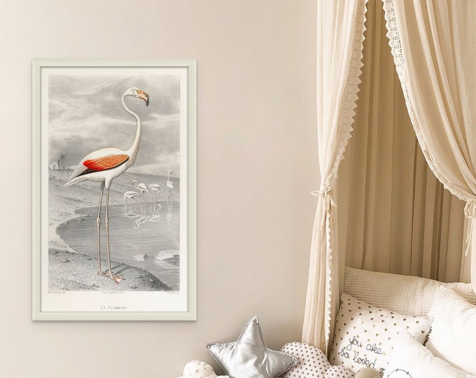 Vintage Flamingo Print 1853 - Vintage Bird Poster Bird Illustration Botanical Wall Art Bird Poster Flamingo Poster Flamingo Wall Art