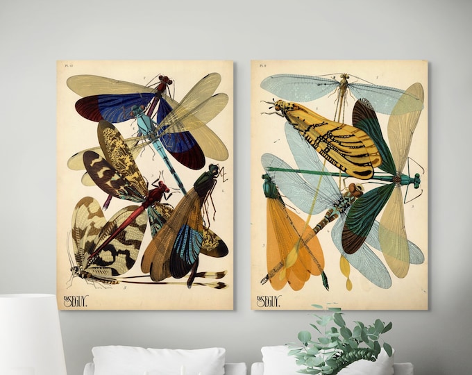 Vintage Damselfly Insect Poster Prints Set of 2 - Mid-1920s Botanical Art Premium Quality Decor