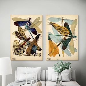 Juego de 2 impresiones de pósteres vintage de insectos caballito del diablo - Arte botánico de mediados de la década de 1920 - Decoración de primera calidad