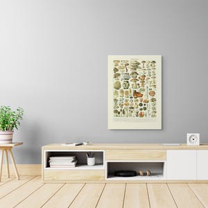 Impresión científica sobre hongos 1909 Póster de Adolphe Millot Impresión botánica Impresión de hongos Póster de hongos Póster de Larousse Póster científico Arte de la micología