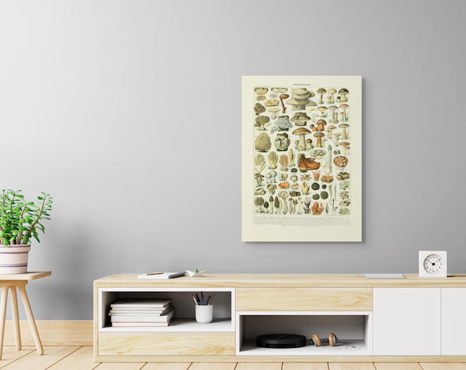 Mushroom Science Print 1909 Adolphe Millot Poster Botanical Print Mushroom Print Mushroom Poster Larousse Poster Science poster