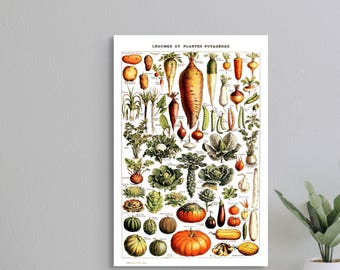 Premium Quality Poster: Vintage Vegetable Print 1909 Adolphe Millot Poster Botanical Print Vegetable Poster Science