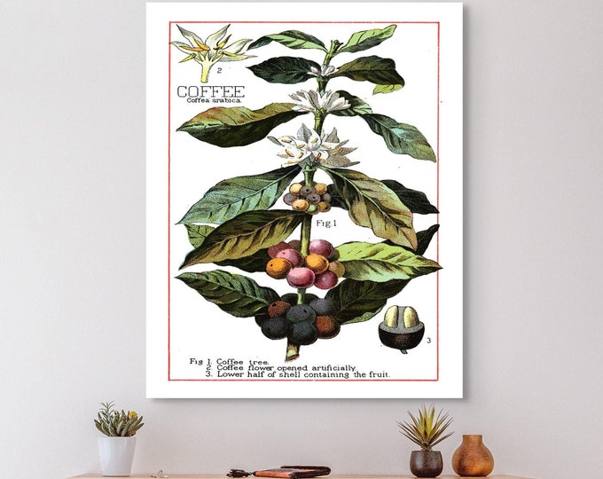 Premium Quality Poster: Vintage Coffee Plant Botanical Poster Vintage Kitchen Decor Food Poster Coffee Poster  Botanical Wall Art