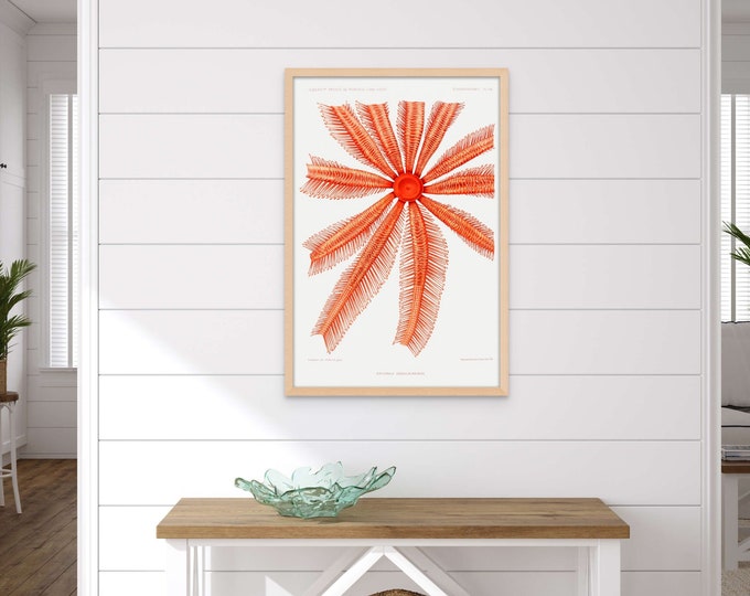 Vintage Brisingidae Starfish Print 19th century - Vintage Marine Poster Starfish Poster Marine Decor Home Decor Gift Idea Birthday new